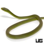 ug_new_baby_rough_green_snake_3.jpg