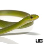 ug_new_baby_rough_green_snake_1.jpg