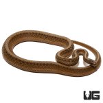 ug_dekay_snake_2.jpg