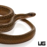 ug_dekay_snake_1.jpg
