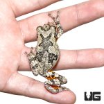 ug_new_grey_tree_frog_2.jpg