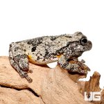 ug_new_grey_tree_frog_3.jpg