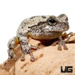 ug_new_grey_tree_frog_1.jpg