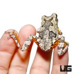ug_new_grey_tree_frog_4.jpg
