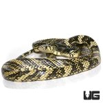 ug_nicaraguan_tiger_ratsnake_2-990x990.jpg