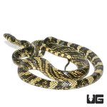 ug_nicaraguan_tiger_ratsnake_4-990x990.jpg