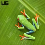 ug_red_eye_tree_frog_7.jpg