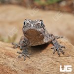 ug_Baby_Reticulated_Gargoyle_Gecko_Darker_4.jpg
