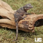ug_Baby_Reticulated_Gargoyle_Gecko_Darker_3.jpg