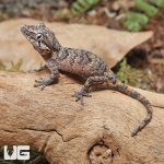 ug_Baby_Reticulated_Gargoyle_Gecko_Darker_2.jpg