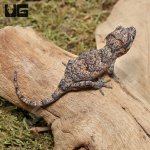 ug_Baby_Reticulated_Gargoyle_Gecko_Darker_1.jpg