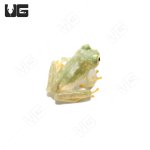 ug_fleischmanns_glass_tree_frog_4.jpg