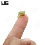 ug_fleischmanns_glass_tree_frog_3.jpg