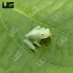 ug_fleischmanns_glass_tree_frog_2.jpg