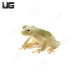 ug_fleischmanns_glass_tree_frog_1.jpg