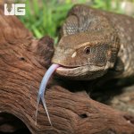 ug_Savannah_Monitor_1.jpg