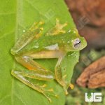 ug_Powdered_Glass_Tree_Frog_5.jpg