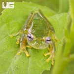 ug_Powdered_Glass_Tree_Frog_3.jpg