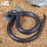 ug_African_Shovel_Snout_Snake_4.jpg