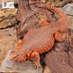 ug_Super_Red_Uromastyx_4.jpg