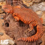 ug_Super_Red_Uromastyx_3.jpg