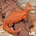 ug_Super_Red_Uromastyx_2.jpg