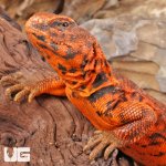 ug_Super_Red_Uromastyx_1.jpg