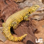ug_Yellow_Uromastyx_2.jpg