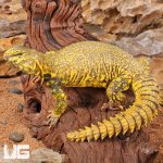 ug_Yellow_Uromastyx_1.jpg