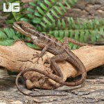ug_Adult_Brown_Basilisk_3.jpg