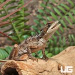 ug_Adult_Brown_Basilisk_2.jpg