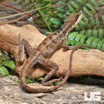 ug_Adult_Brown_Basilisk_1.jpg