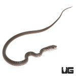 ug_baby_black_racer_4.jpg