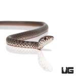 ug_baby_black_racer_1.jpg