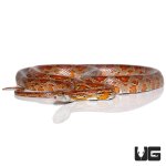 ug_new_adult_classic_cornsnake_4.jpg