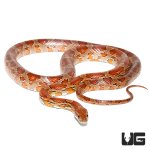 ug_new_adult_classic_cornsnake_3.jpg