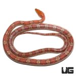 ug_new_adult_classic_cornsnake_2.jpg