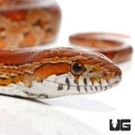 ug_new_adult_classic_cornsnake_1.jpg