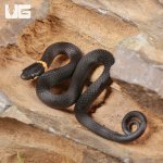ug_Ringneck_Snake_3.jpg