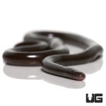 ug_adult_brahminy_blind_snake_3.jpg