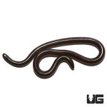 ug_adult_brahminy_blind_snake_2.jpg