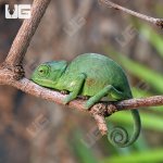 ug_Veiled_Chameleon_3a5_2.jpg