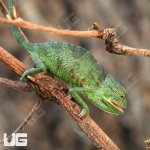 ug_Veiled_Chameleon_3a5_6.jpg