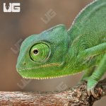 ug_Veiled_Chameleon_3a5_5.jpg