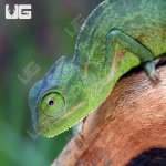 ug_Veiled_Chameleon_3a5_4.jpg