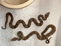IMG_4982.jpeg