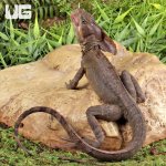 ug_Adult_Brown_Basilisk_6.jpg