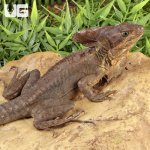 ug_Adult_Brown_Basilisk_4.jpg