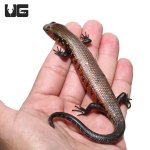 ug_fire_skink_4.jpg