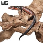 ug_fire_skink_3.jpg